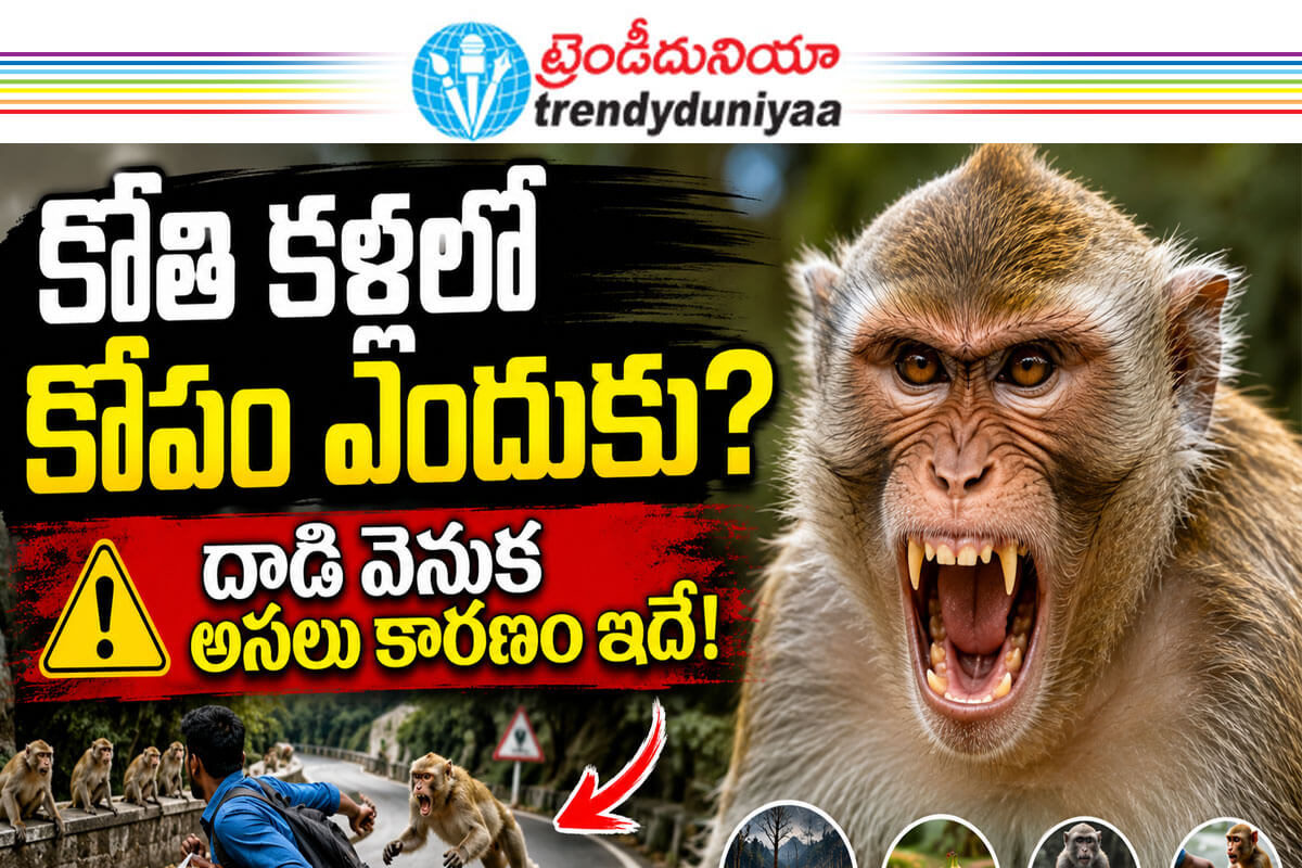 Why Monkeys Attack Humans