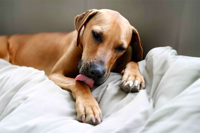 Dog Paw Licking 7