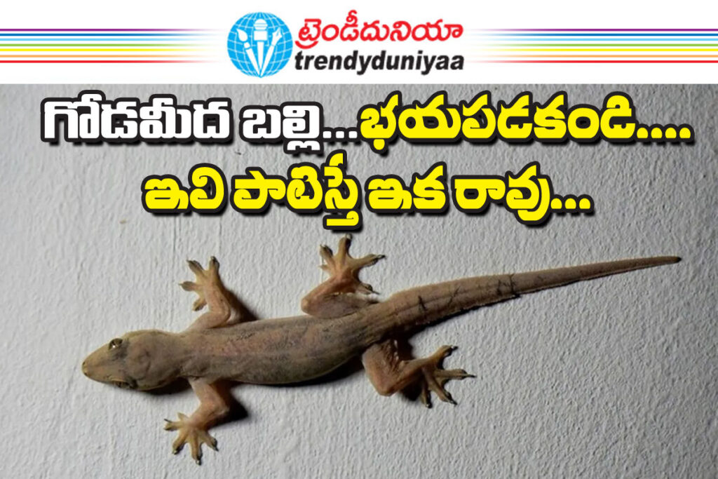 House Lizards 7 Reasons
