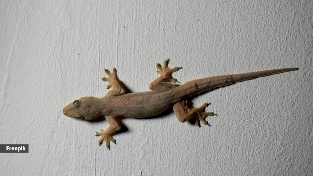 House Lizards 7 Reasons